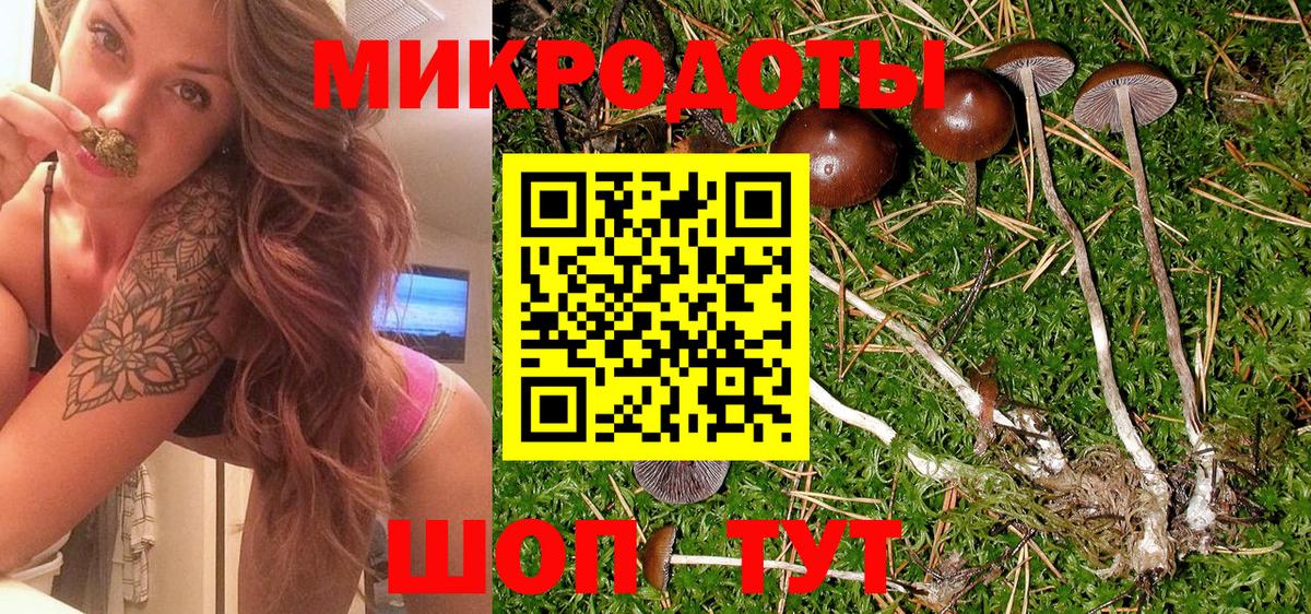 Псилоцибиновые грибы Psilocybe Кудрово