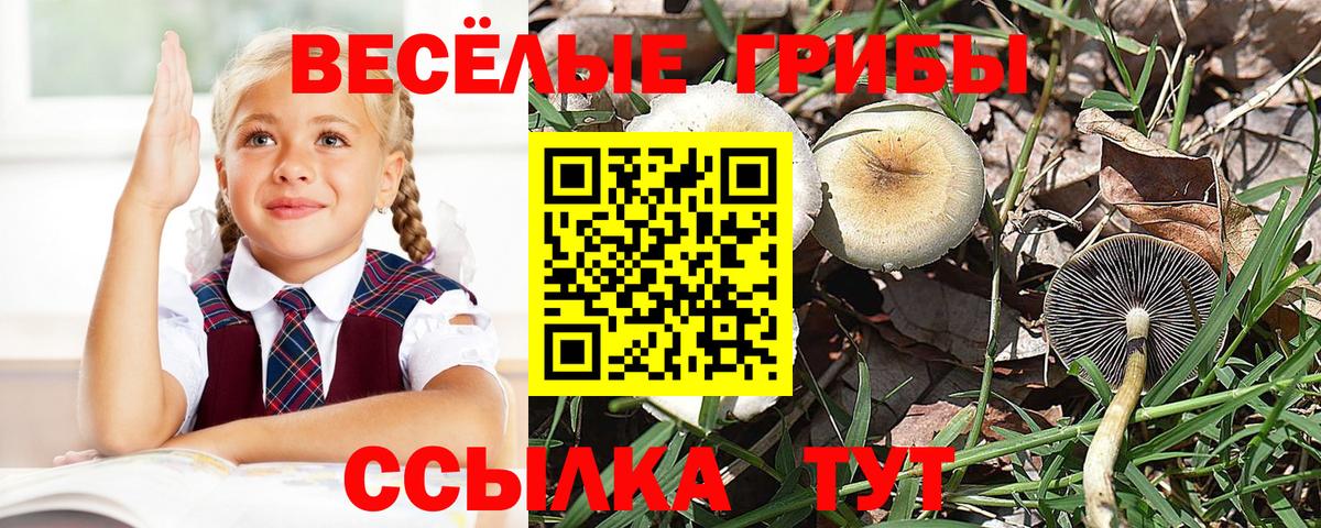 Галлюциногенные грибы мицелий  Псилоцибиновые грибы Psilocybe  где продают наркотики  Вход с VPN  Кудрово 